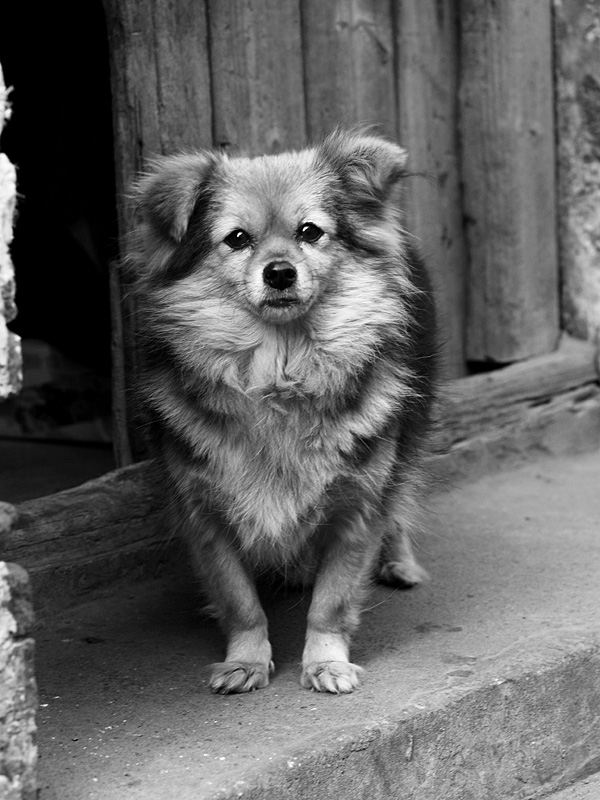 [原创]狗年旺!!!旺!!!