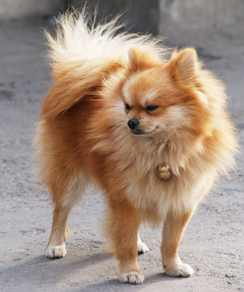 [原创]狗年旺!!!旺!!!