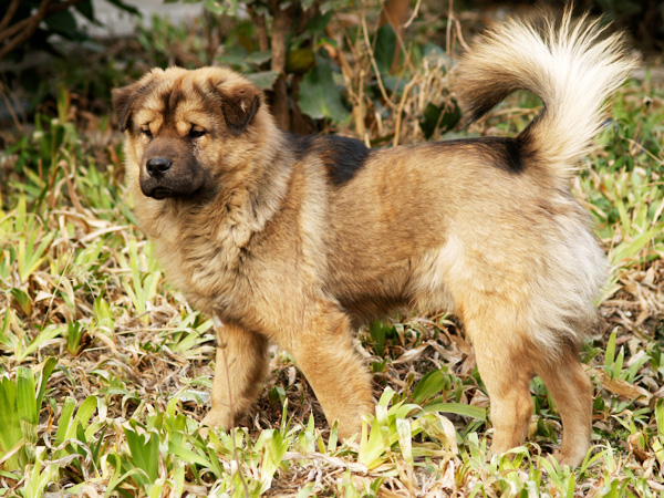 [原创]狗年旺!!!旺!!!