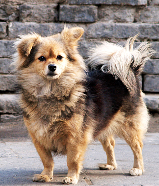 [原创]狗年旺!!!旺!!!