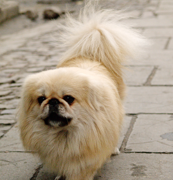 [原创]狗年旺!!!旺!!!