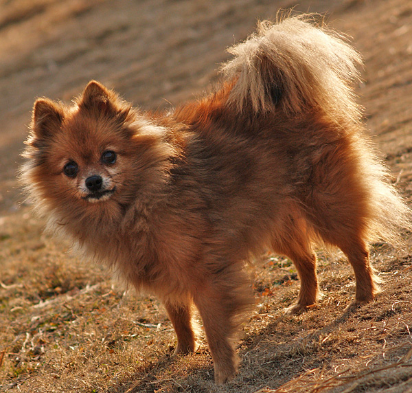 [原创]狗年旺!!!旺!!!