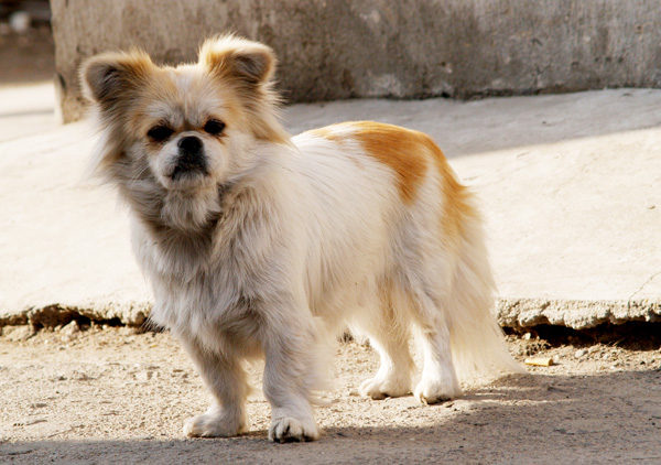 [原创]狗年旺!!!旺!!!