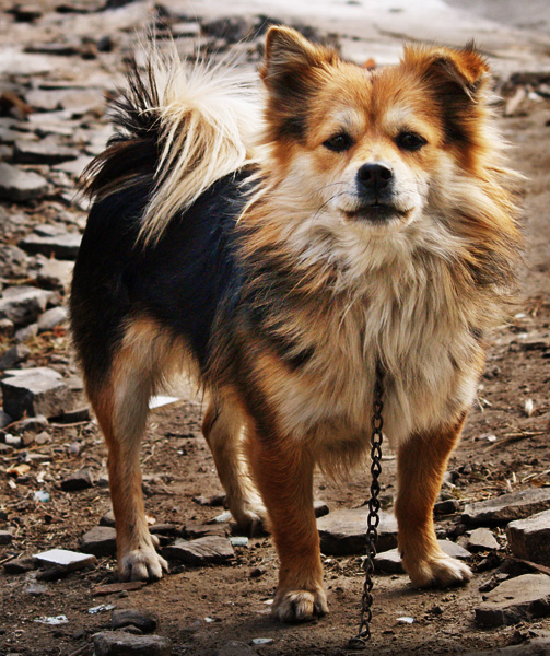 [原创]狗年旺!!!旺!!!