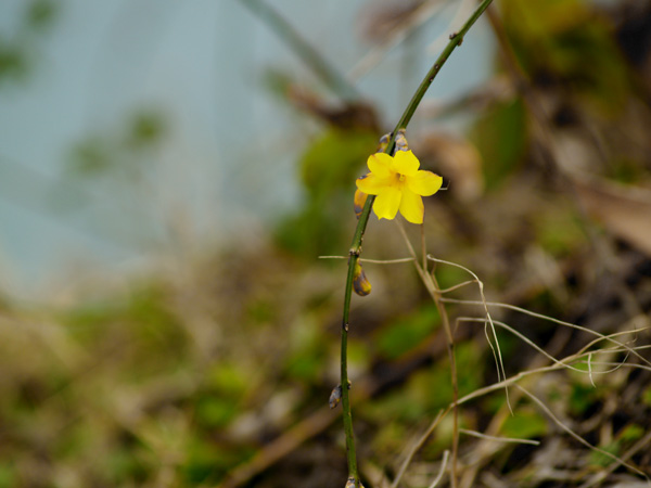 [原创]~~~~早春~~~~