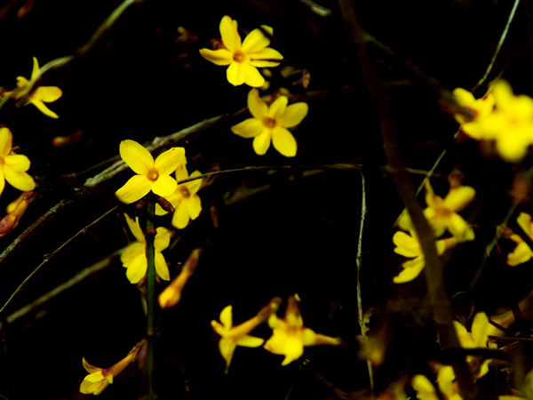 [原创]~~~~早春~~~~