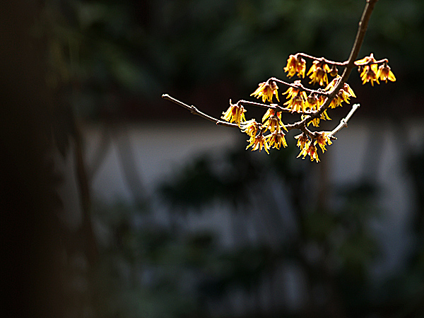 [原创]~~~~早春~~~~