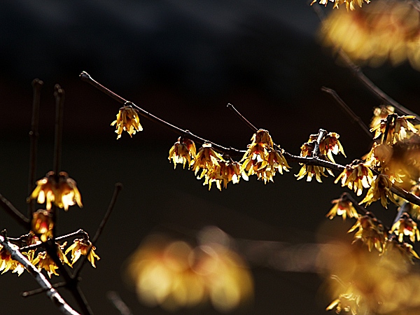 [原创]~~~~早春~~~~