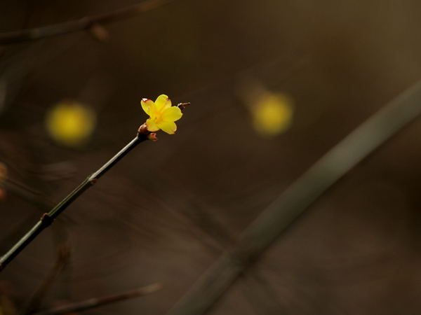 [原创]~~~~早春~~~~