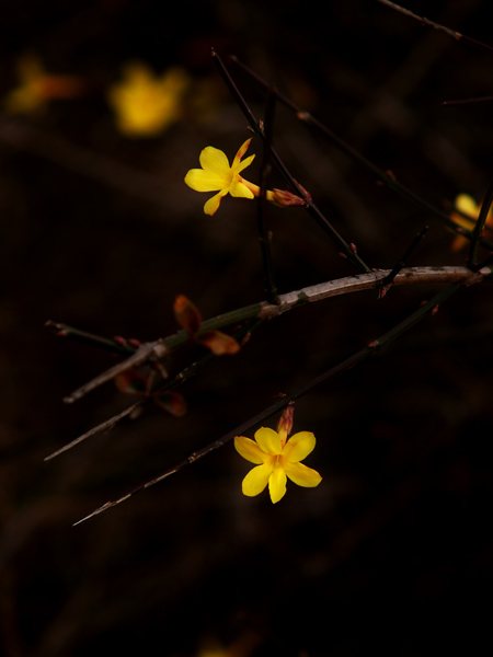 [原创]~~~~早春~~~~