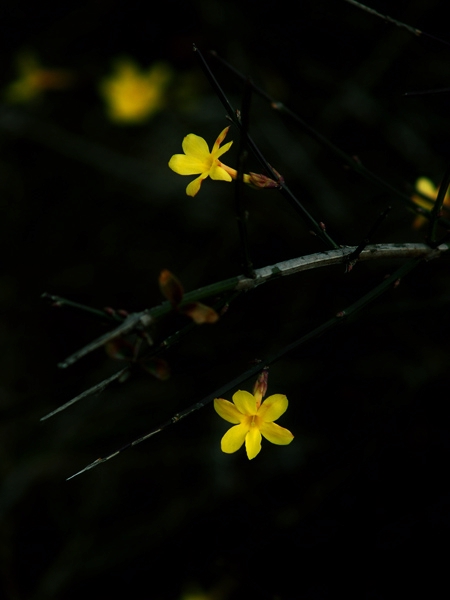 [原创]~~~~早春~~~~