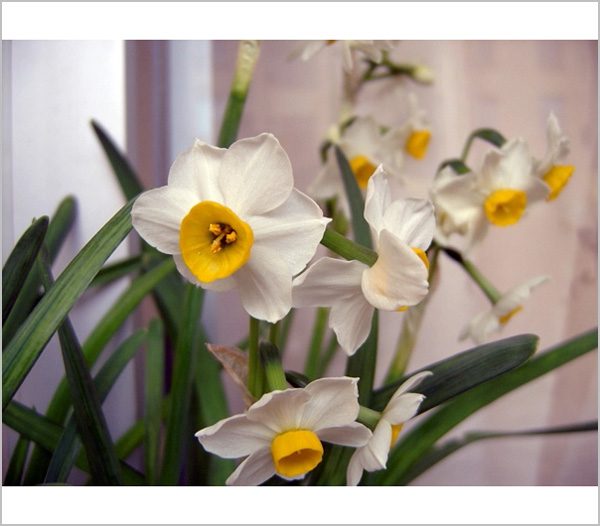 哈哈，家里的水仙花开了：）