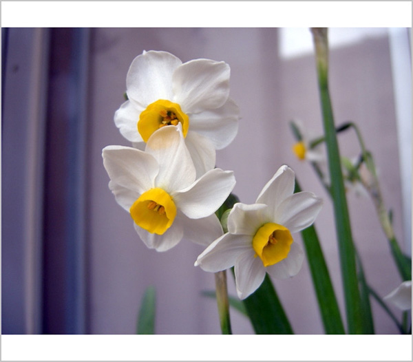 哈哈，家里的水仙花开了：）