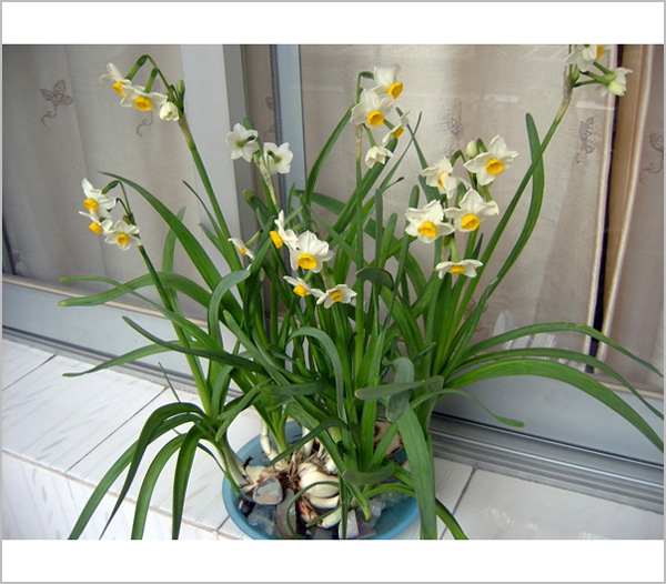 哈哈，家里的水仙花开了：）