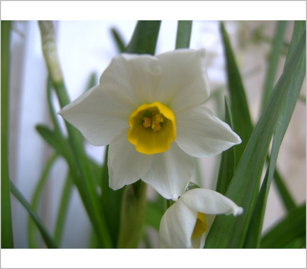 哈哈，家里的水仙花开了：）