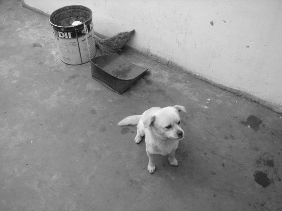 [原创]小狗“逗豆”