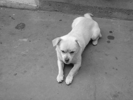 [原创]小狗“逗豆”