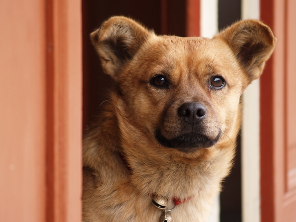 《这些可爱的家伙——狗场扫描》