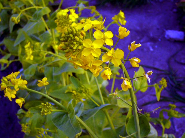 [原创]看，春天走过的痕迹，仅仅是纪实