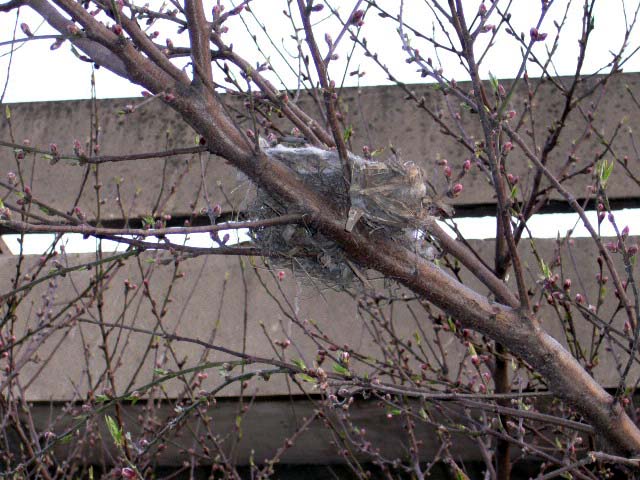 [原创]看，春天走过的痕迹，仅仅是纪实