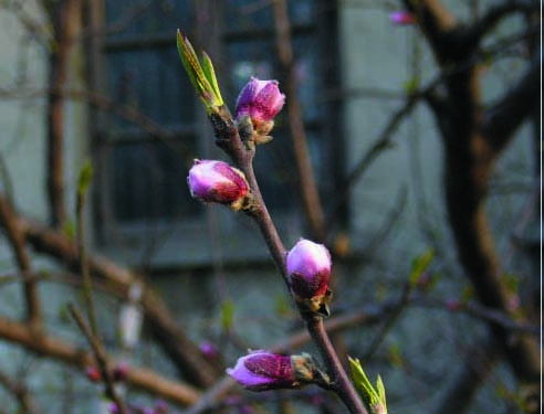 [原创]看，春天走过的痕迹，仅仅是纪实