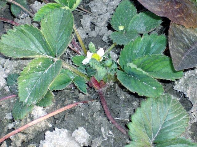 有关春天的草莓