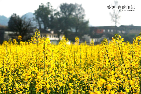 婺源【春的印记】