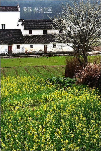 婺源【春的印记】