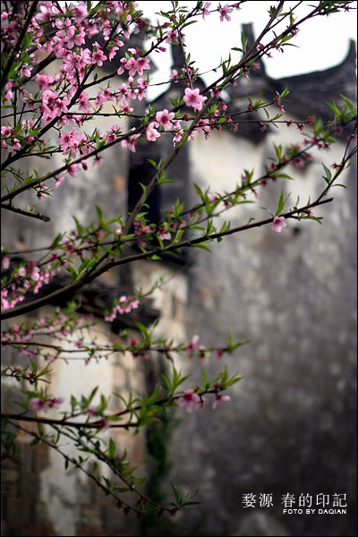 婺源【春的印记】