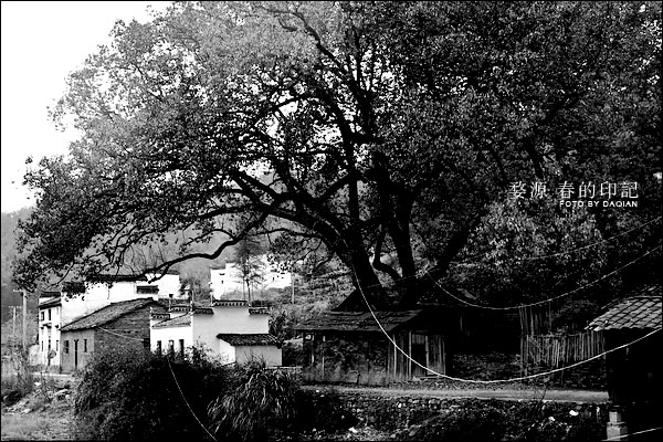 婺源【春的印记】