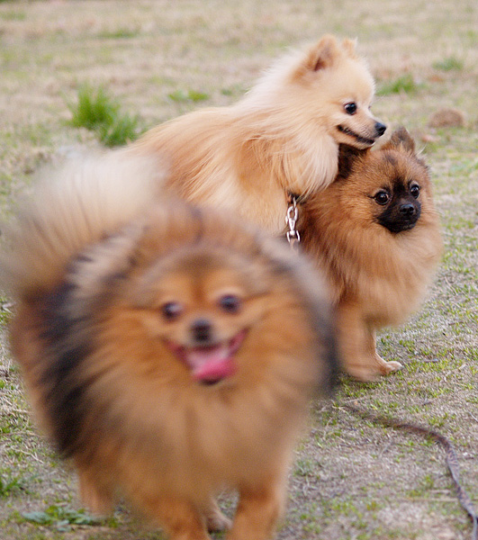 [原创]~~~它们~~~