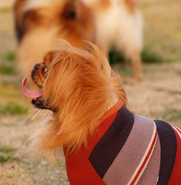 [原创]~~~它~~~它~~~