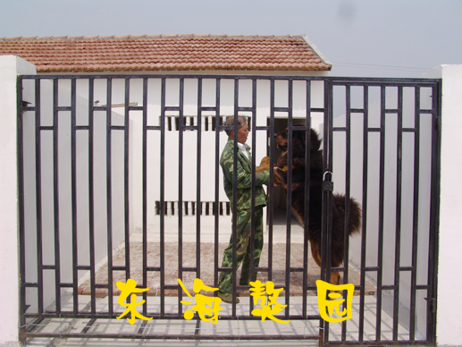 南通东海獒园，倾力打造华东顶级名獒