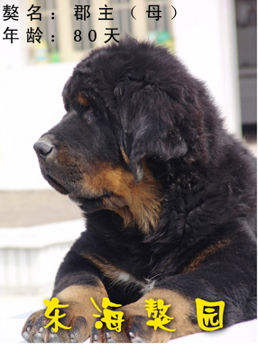 南通东海獒园，倾力打造华东顶级名獒