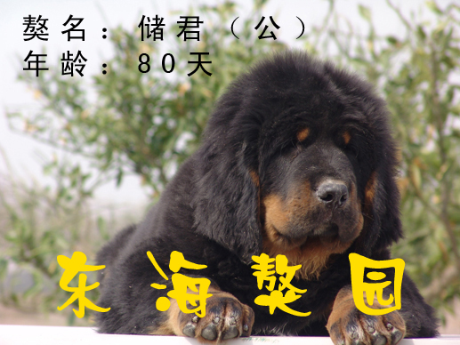 南通东海獒园，倾力打造华东顶级名獒