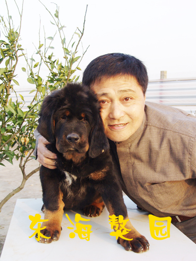 南通东海獒园，倾力打造华东顶级名獒