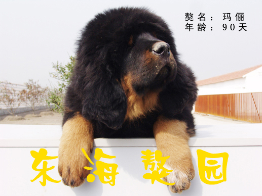 南通东海獒园，倾力打造华东顶级名獒