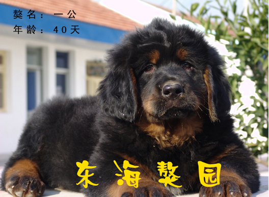 南通东海獒园，倾力打造华东顶级名獒