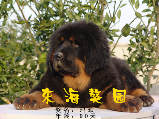 南通东海獒园，倾力打造华东顶级名獒