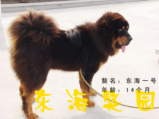 南通东海獒园，倾力打造华东顶级名獒