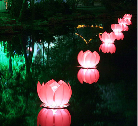 【荷花盏】送给所有的真朋友