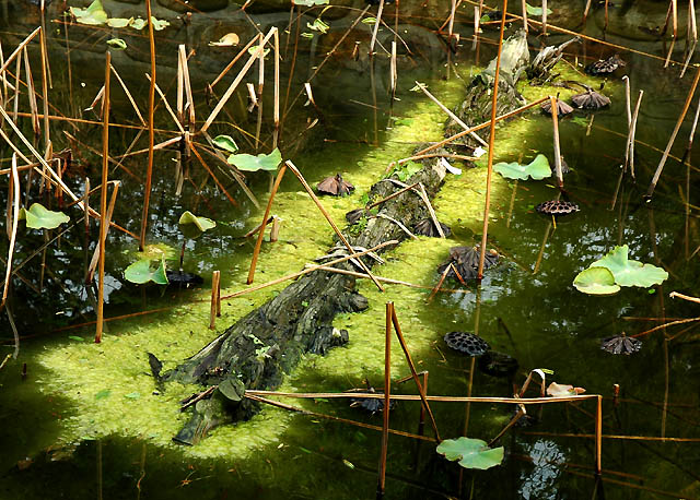 唐闸公园(试机)