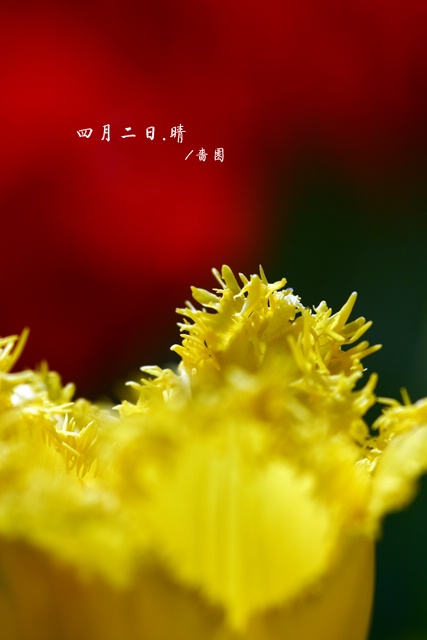 郁金香（愚人节第二天)