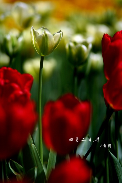 郁金香（愚人节第二天)
