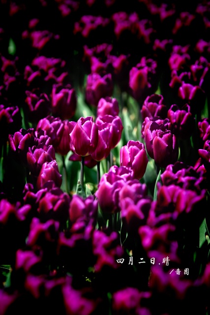 郁金香（愚人节第二天)