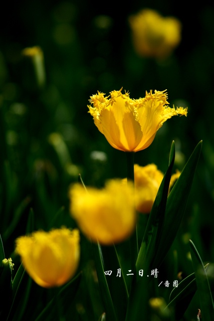 郁金香（愚人节第二天)