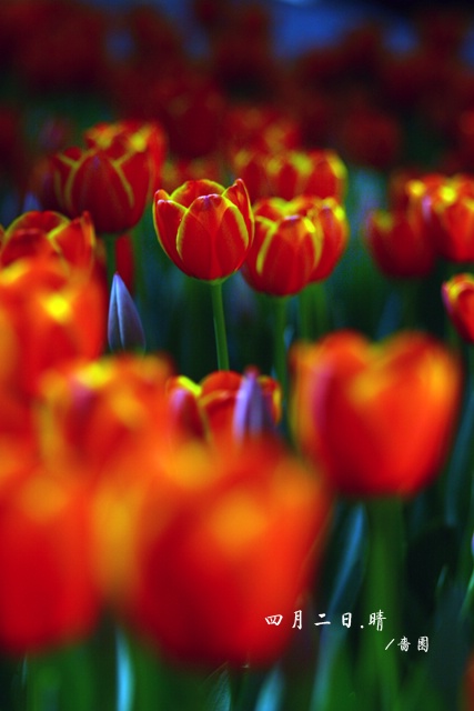 郁金香（愚人节第二天)