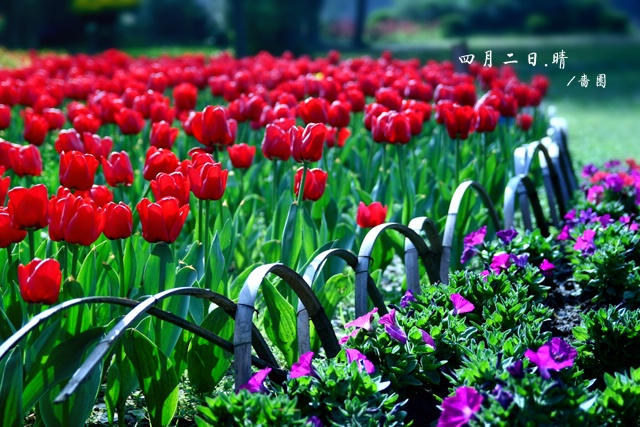 郁金香（愚人节第二天)