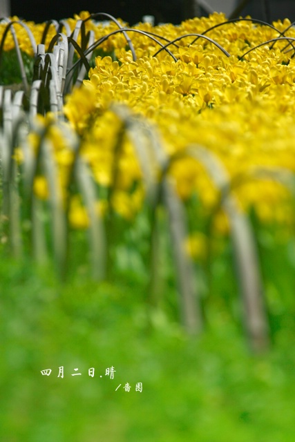 郁金香（愚人节第二天)