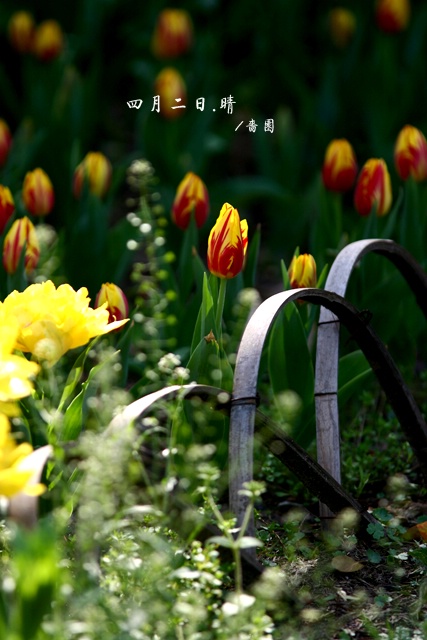 郁金香（愚人节第二天)